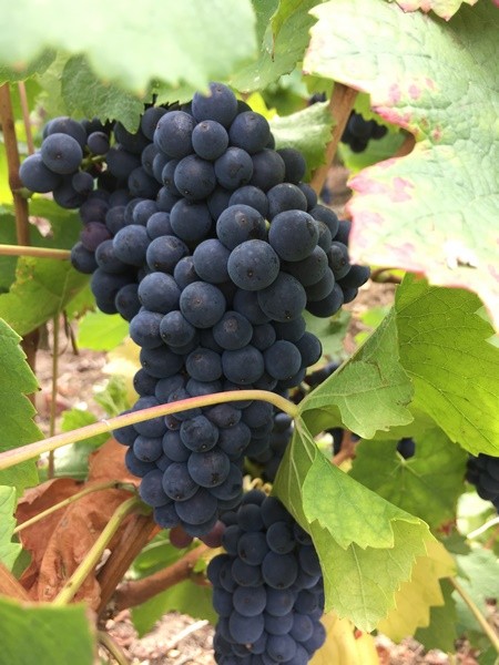 French Grapes