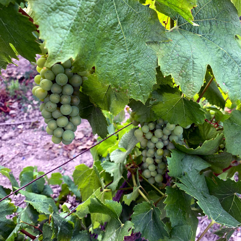 French Grapes for Wine