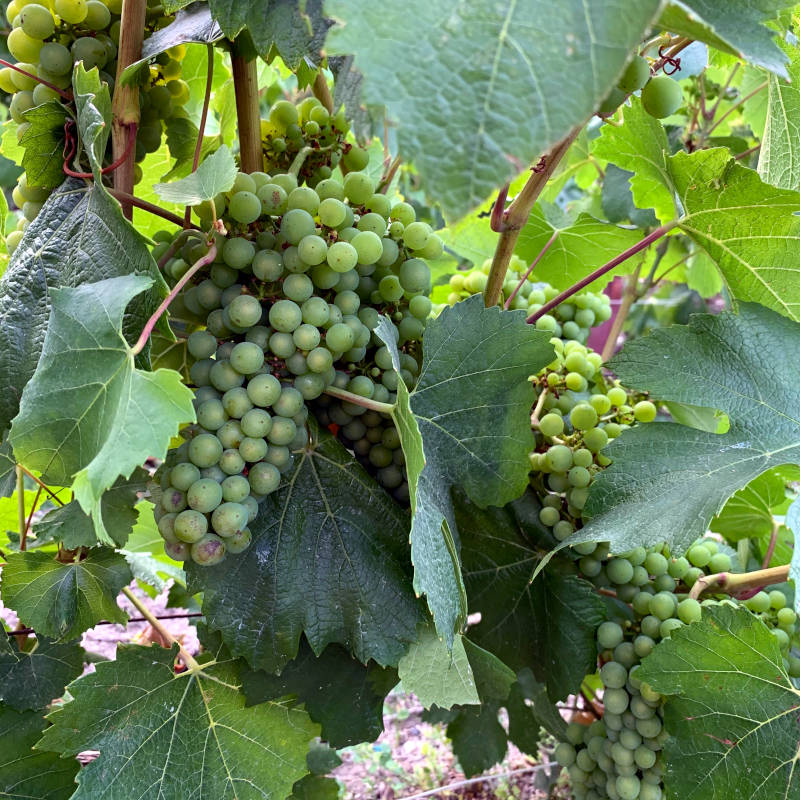 French Grapes for Wine