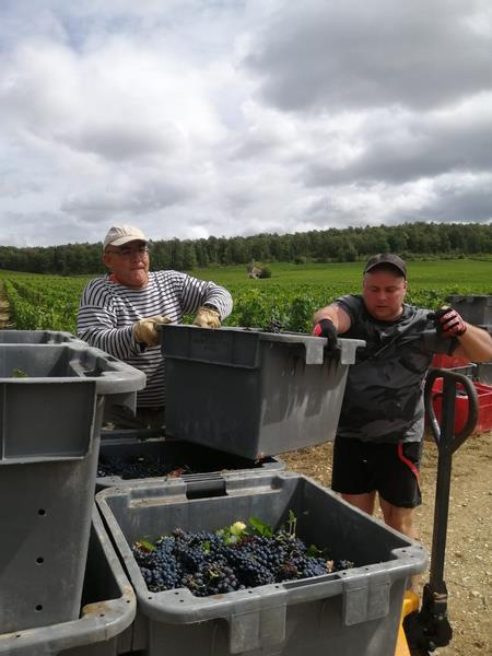 French Wine Harvest