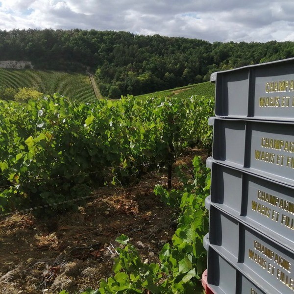French Wine Harvest